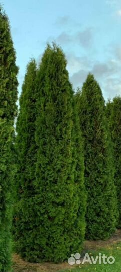 Туя Колумна Глобоза Вареана Смарагд Даника