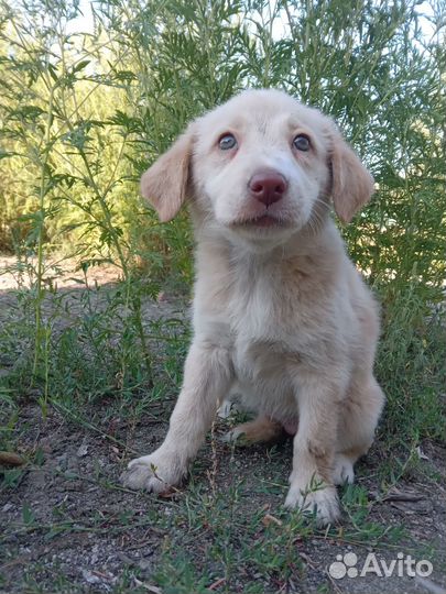 Отдам в добрые руки