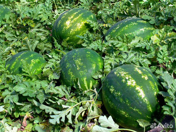 Арбуз Каристан оптом с поля