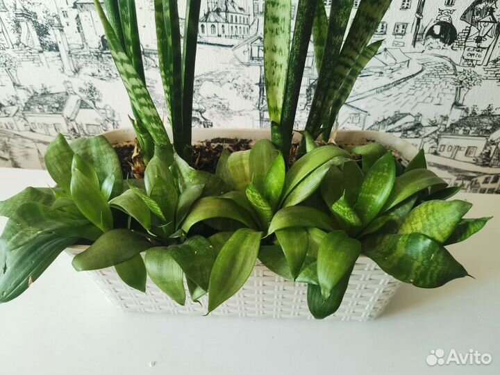 Сансевиерия