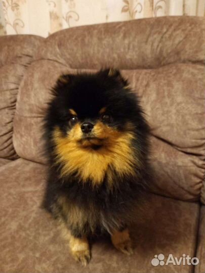 Шпиц, вязка