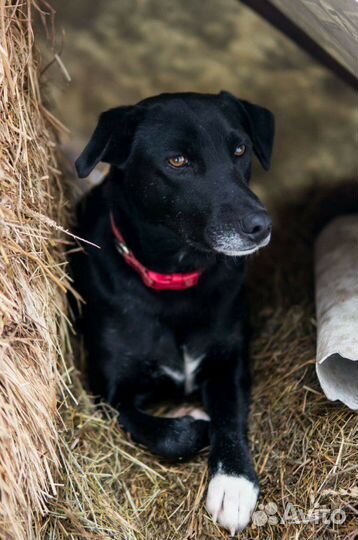 В добрые руки