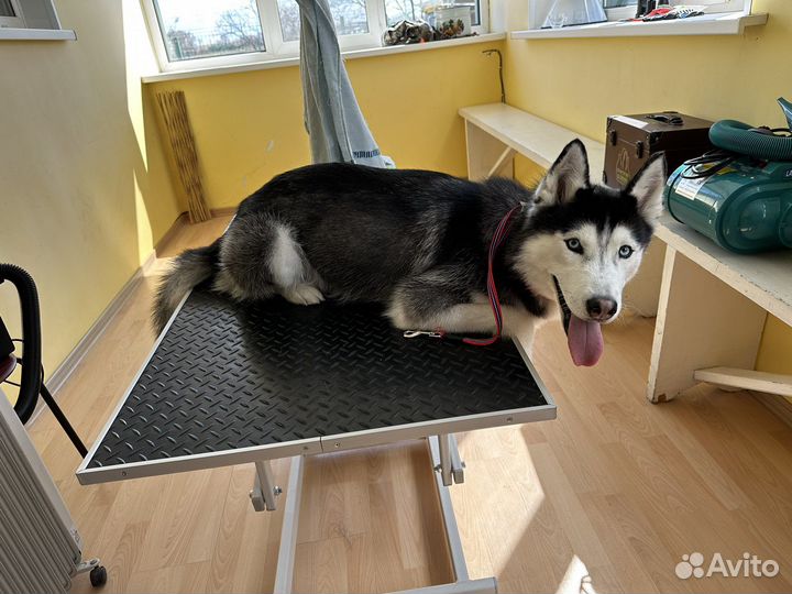 Груминг собак и кошек