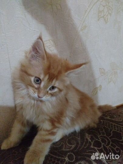 Котята мейн-кун