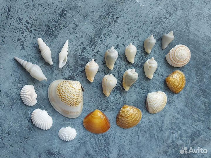 Морские ракушки раковины