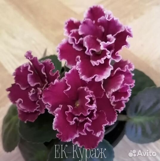 Детки сортовых фиалок