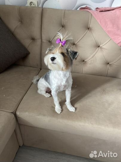 Куколка
