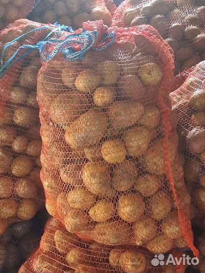 Продам картофель