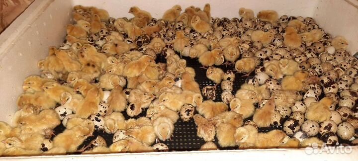 Перепела продажа