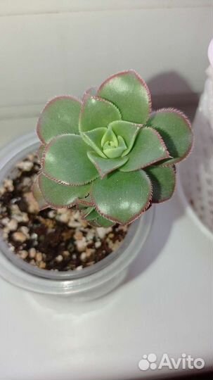 Крассула плауновидная,эониум Киви
