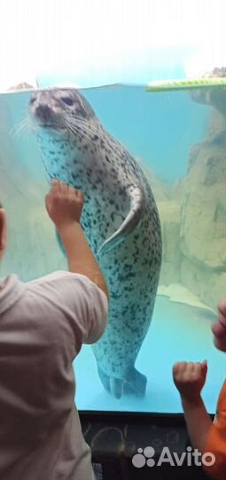 Купоны/билеты в Океанариум (действ.до 26октября)