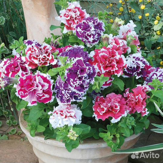 Петуния махровая (горшок 0,4л)