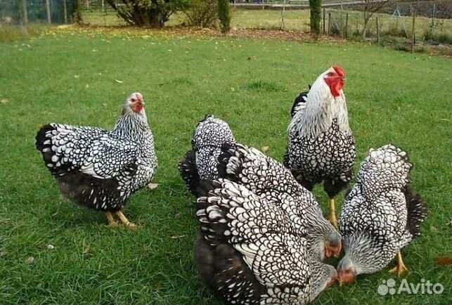 Цыплята суточные