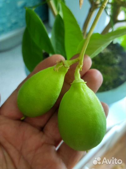 Цитрусовое плодоносящее дерево