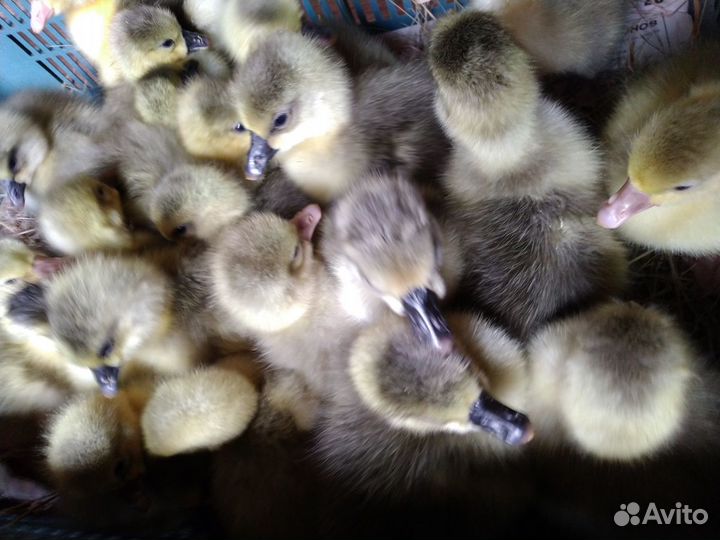 Гусята, утята, цыплята