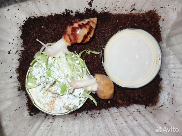 Улитки ахатины бесплатно