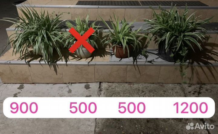 Хлорофитум крупномер