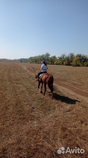 Конные прогулки