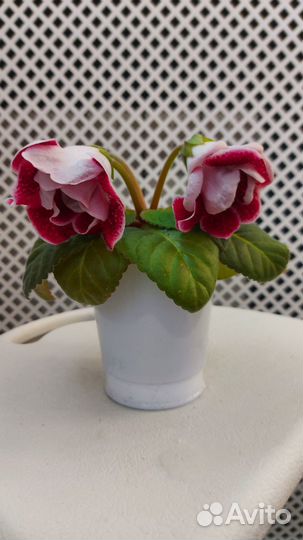 Глоксиния махровая