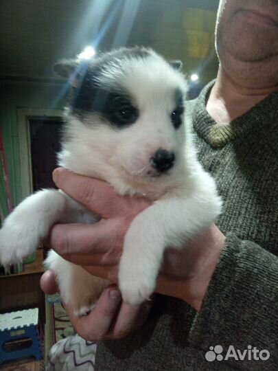 Щенки волэнд в дар