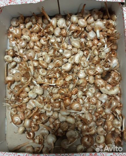 Луковицы тюльпанов и крокусов