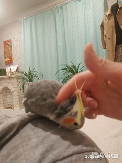 Два попугайчика Кореллы с клеткой