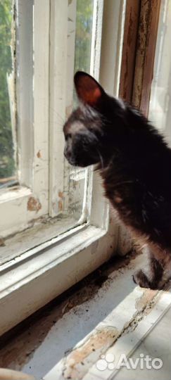 Кошка в дар бесплатно