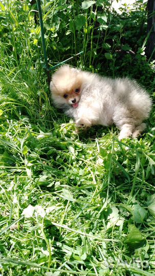 Рыжик-шилопопик