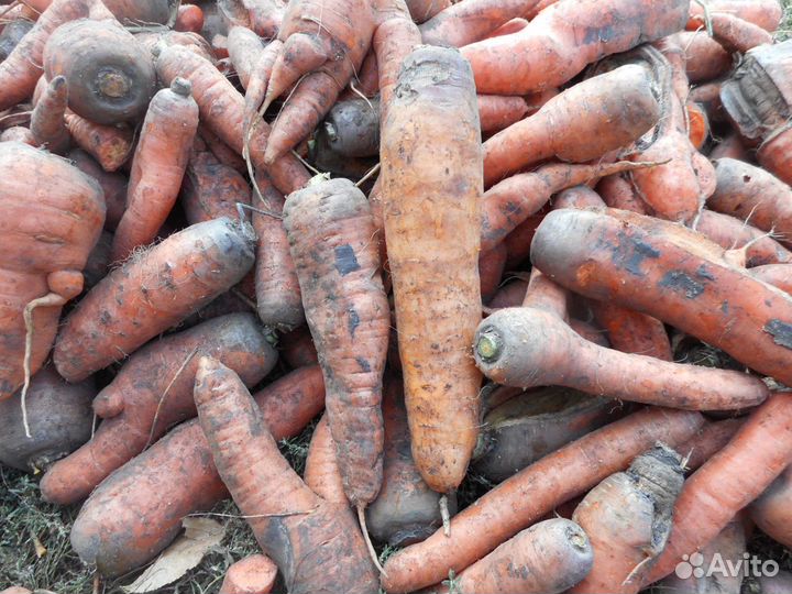 Морковь-некондиция