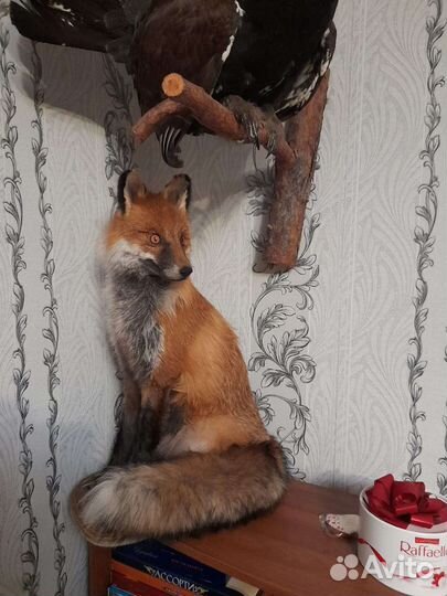 Лиса имитация