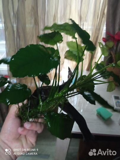 Аквариумные растения