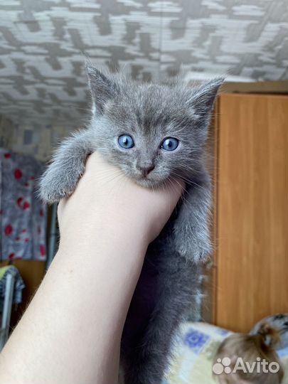 Котята в добрые руки 1 месяц