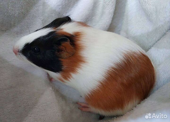Морская свинка девочка