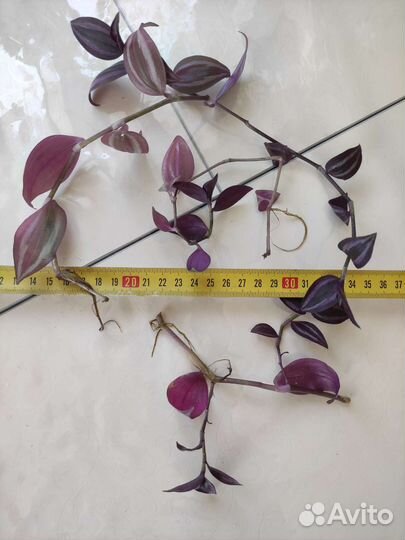 Традесканция