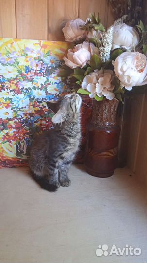 Котята в добрые руки бесплатно