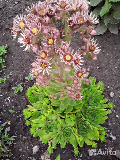 Пионы,лилии,безвременник