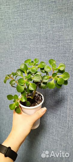 Аихризон дерево любви