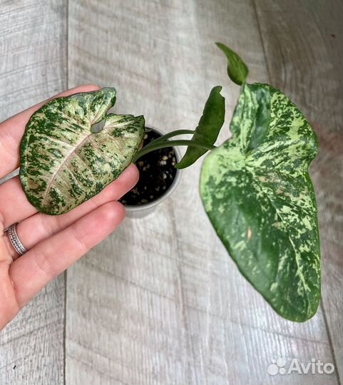 Сингониумы