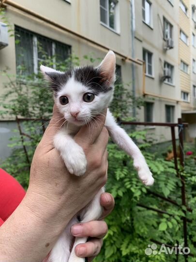 Котенок бело черный