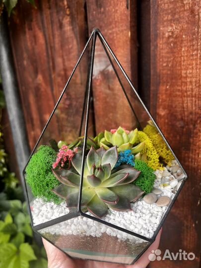 Флорариум с суккулентами
