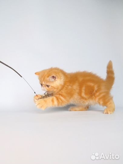 Экзотическая девочка 2 мес