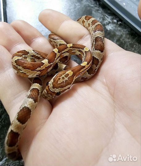 Маисовый полоз