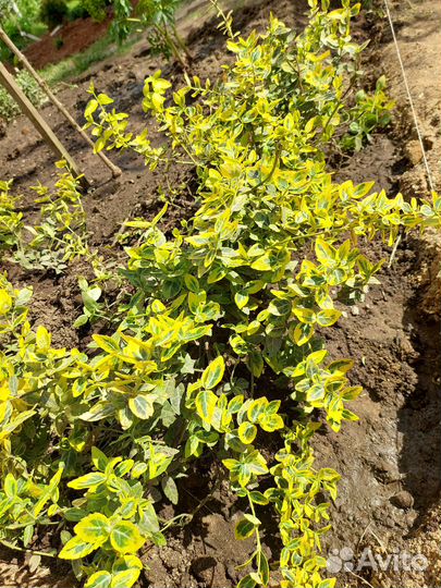 Бересклет, хосты, пижма, астильба, кочедыжник