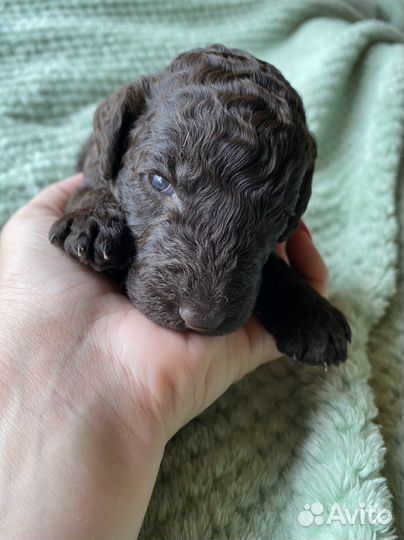 Королевский пудель