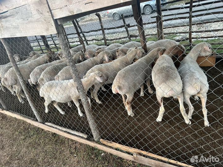 Овцы бараны