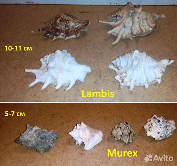 Раковина морская, звезда, ракушки