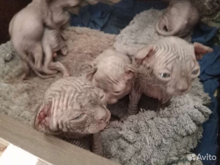 Канадский сфинкс