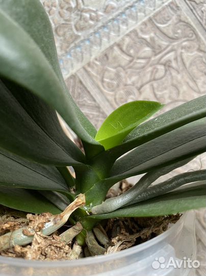 Орхидея бабочка Pink sunset girl