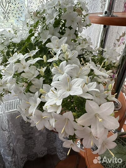 Кампанула невеста