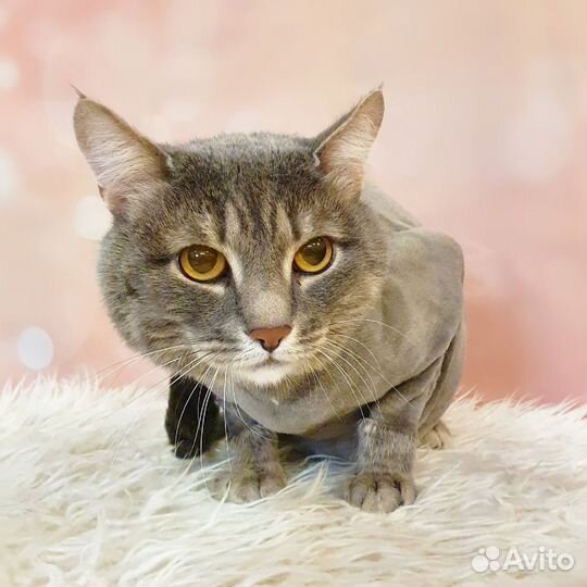 Стрижка кошек